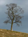 Pentlands - Tree in Winter