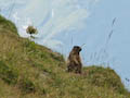 Marmot