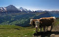 Eiger, Jungfrau and Mannlichen