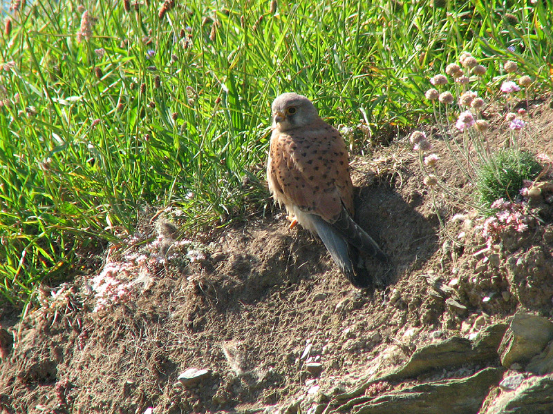 Kestrel