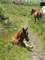 Wild Ponies