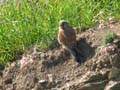 Kestrel