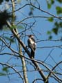 Woodpecker