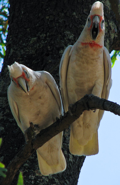 IMAGE: http://www.coachman.plus.com/forum/MajorMitchell.jpg