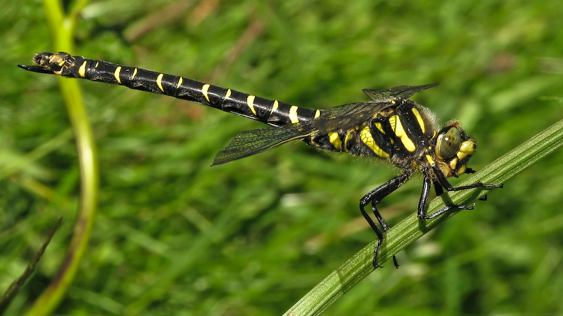 IMAGE: http://www.coachman.plus.com/forum/StripedDragonfly.jpg