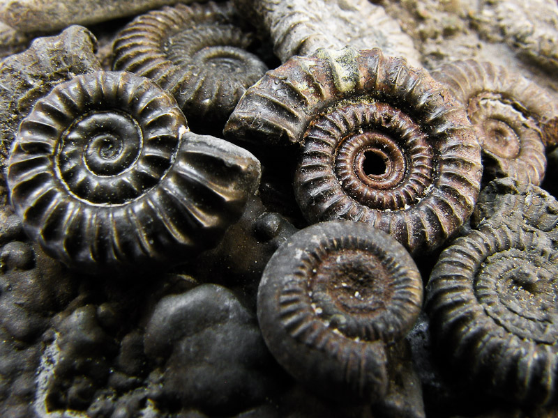 IMAGE: http://www.coachman.plus.com/forum/ammonites.jpg