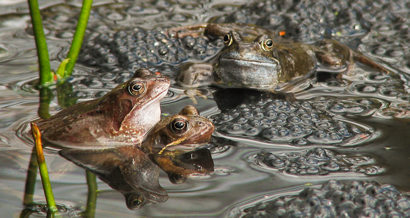 IMAGE: http://www.coachman.plus.com/forum/frogs.jpg